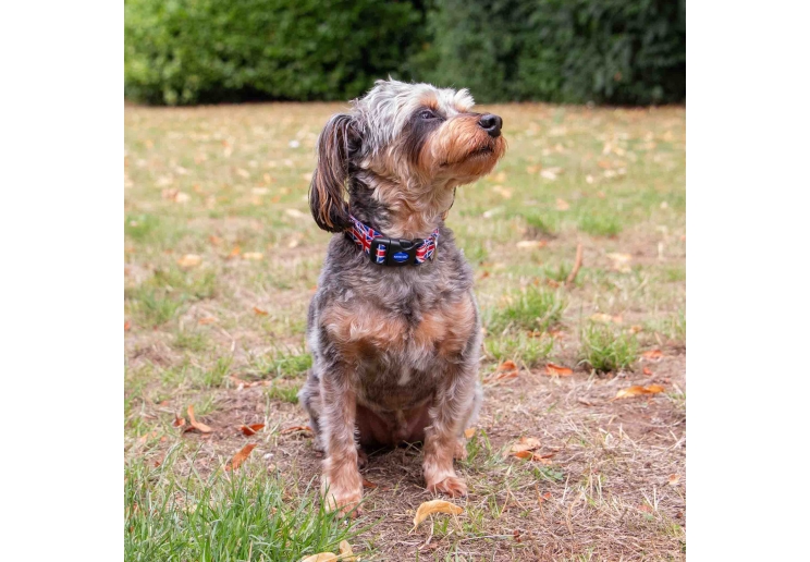 Soho Union Jack Collar S 20-30cm