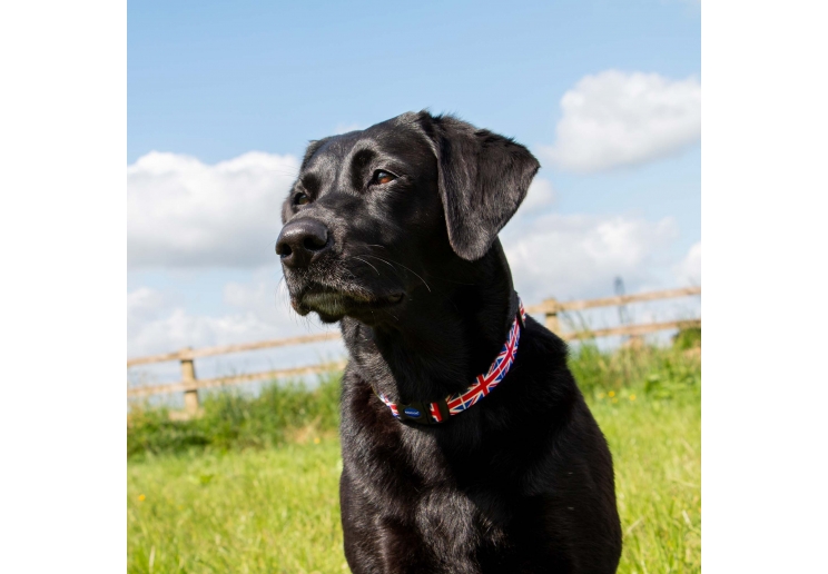 Soho Union Jack Collar M 30-50cm