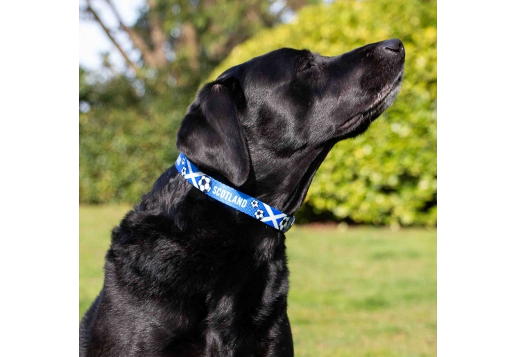 Scotland Football Collar M 30-50cm