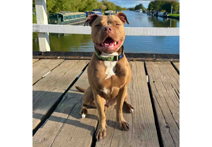 Soho Bee Collar S 20-30cm