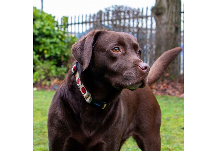 Soho Ladybird Collar S 20-30cm