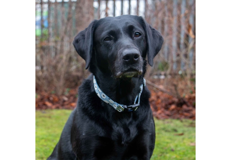 Soho Counting Sheep&nbsp;Collar S 20-30cm