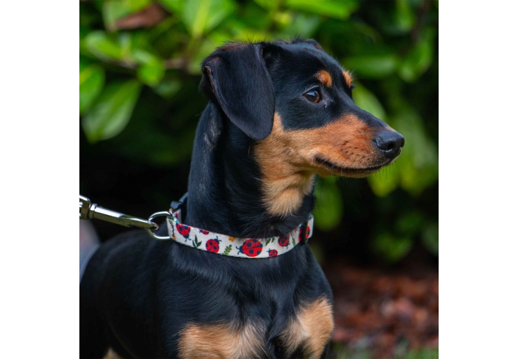 Soho Ladybird Collar M 30-50cm