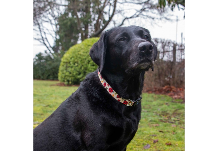 Soho Ladybird Collar M 30-50cm