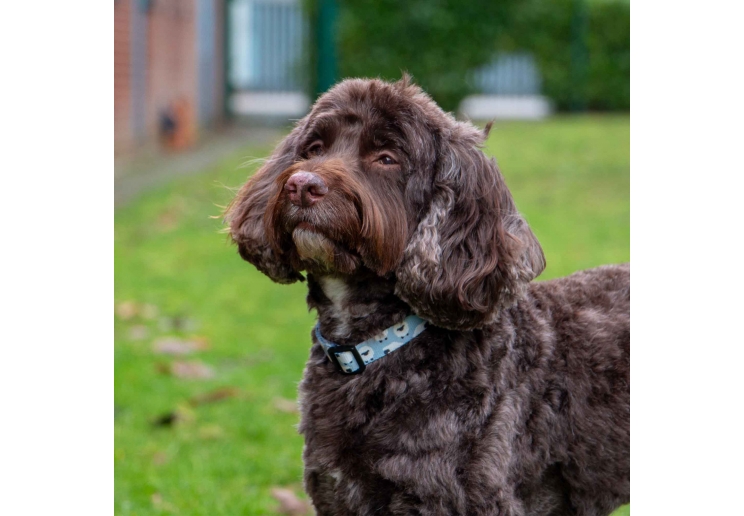 Soho Counting Sheep&nbsp;Collar M 30-50cm