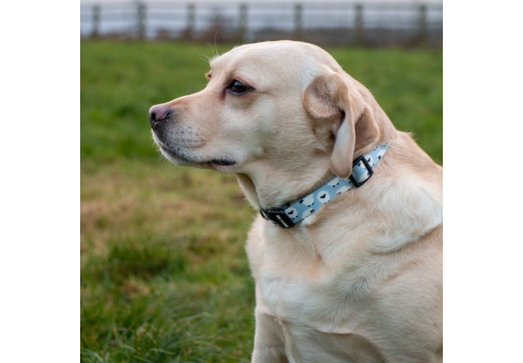 Soho Counting Sheep&nbsp;Collar M 30-50cm