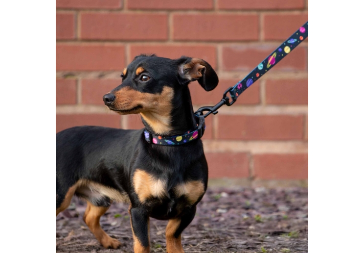 Soho Cosmic Lead 100cm | 50kg