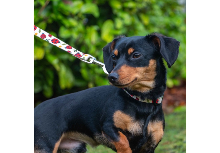 Soho Ladybird Lead 100cm | 50kg