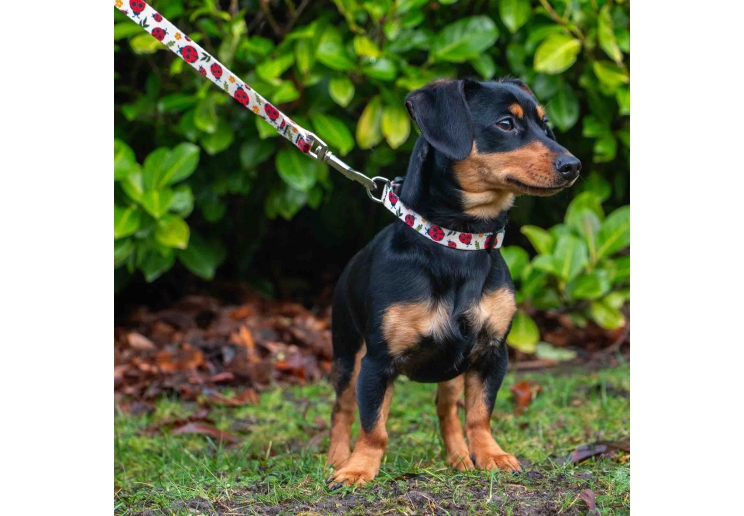 Soho Ladybird Lead 100cm | 50kg