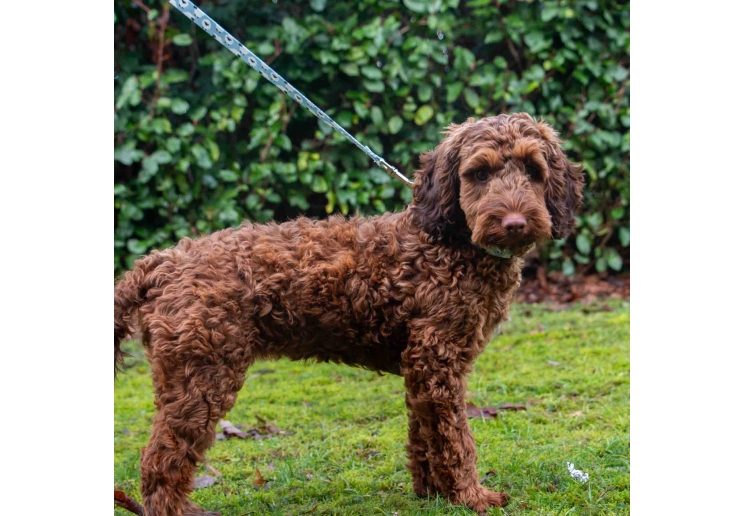 Soho Counting Sheep 100cm | 50kg