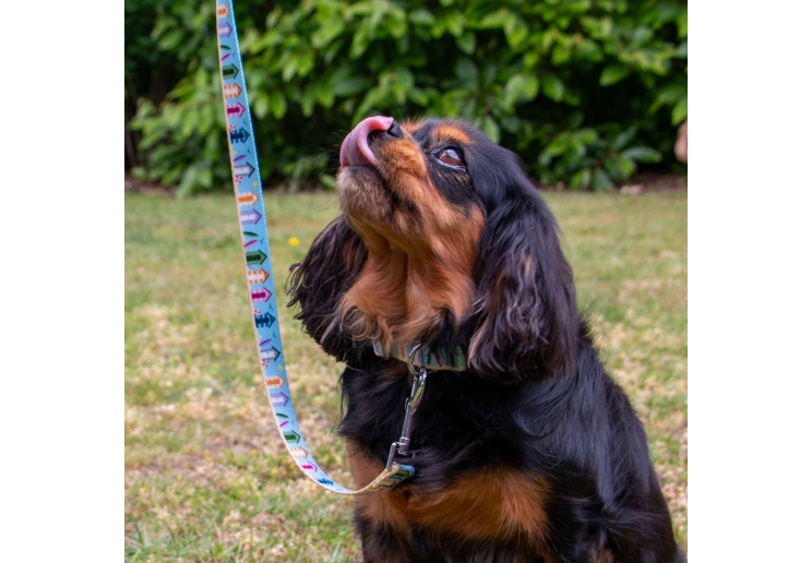Soho Beach Hut Collar S 20-30cm