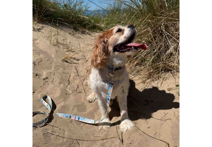 Soho Beach Hut Collar S 20-30cm