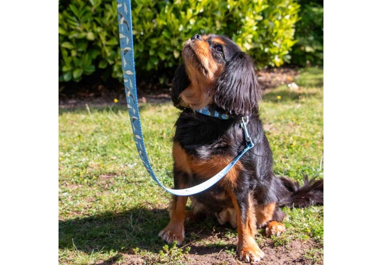 Soho Seagull Lead 100cm | 50kg