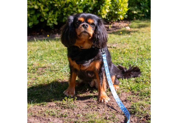 Soho Seagull Lead 100cm | 50kg