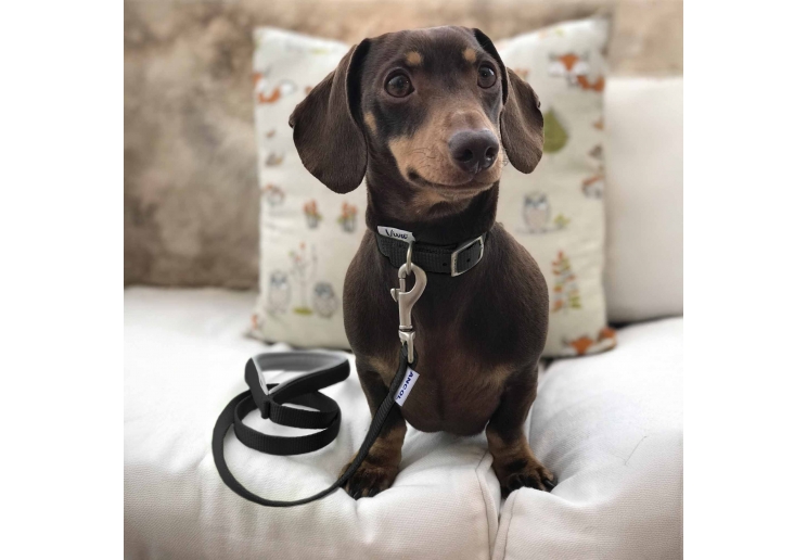 Viva Collar Black 20-26cm Size 1