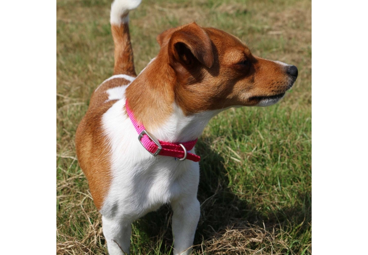 Viva Collar Black 20-26cm Size 1