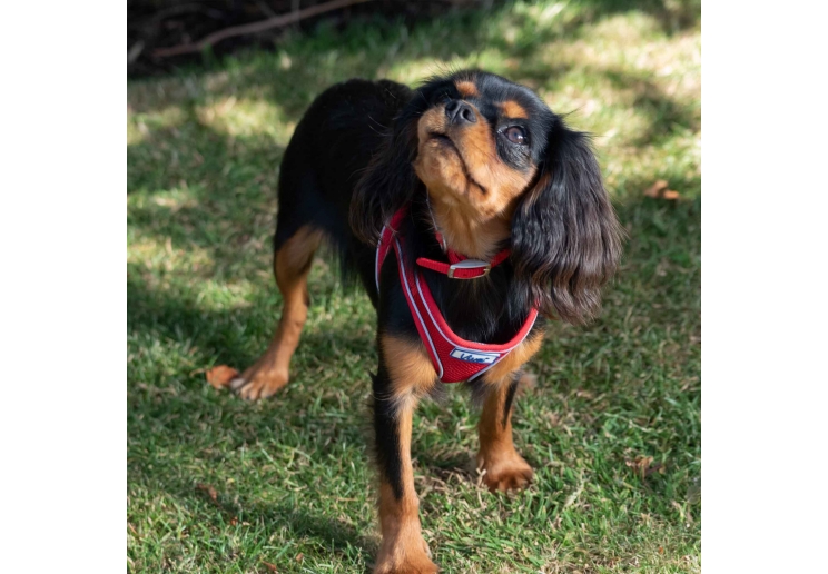 Viva Collar Black 20-26cm Size 1