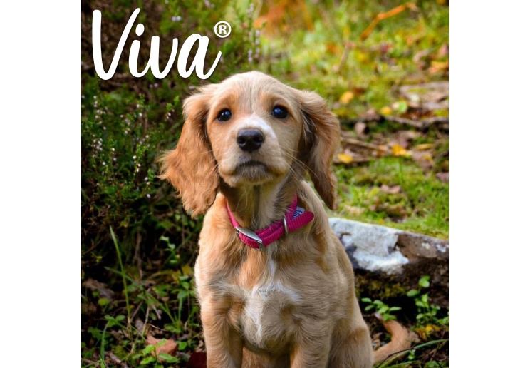 Viva Collar Pink 39-48cm Size 5