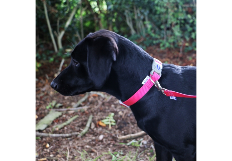 Viva Adjustable Collar Pink 30-50cm Size 2-5