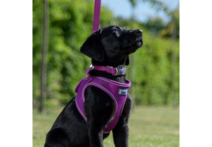 Viva Adjustable Collar Pink 45-70cm Size 5-9