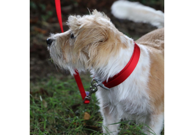 Viva Adjustable Collar Pink 45-70cm Size 5-9