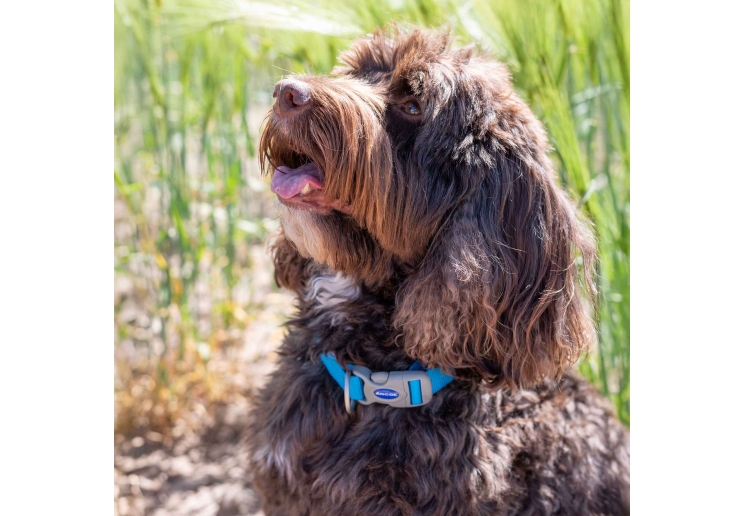 Viva Adjustable Collar Blue 45-70cm Size 5-9