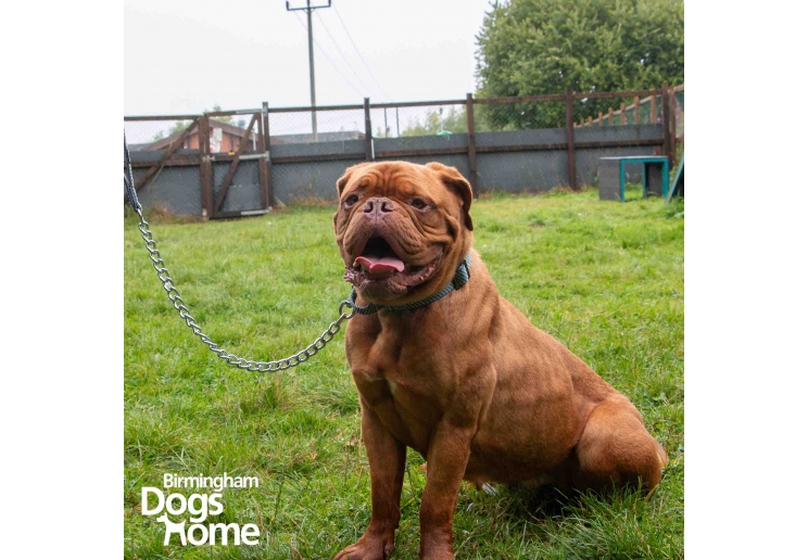 Extreme+ Extra Heavy Chain Lead 50cm