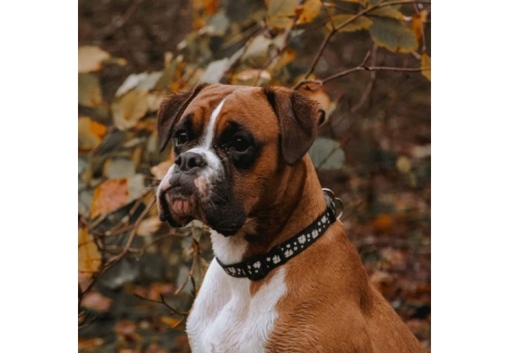 Soho Black Daisy Collar M 30-50cm