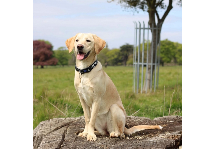 Soho Black Daisy Collar M 30-50cm