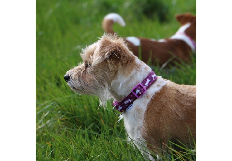 Soho Purple Bone Collar S 20-30cm