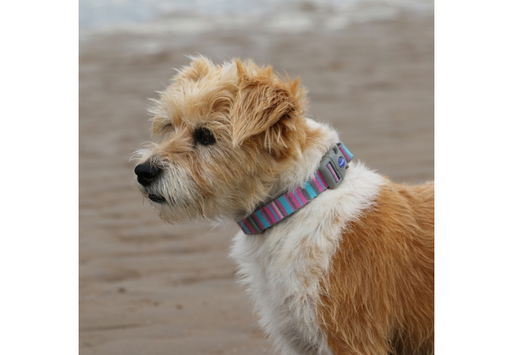 Pink Candy Stripe Made From Collar L