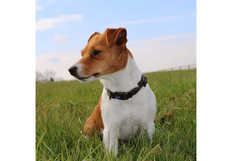 Country Check Adjustable Collar 20-30cm