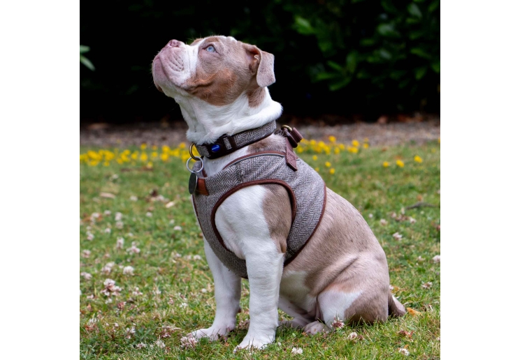 Heritage Herringbone Collar M 30-50cm