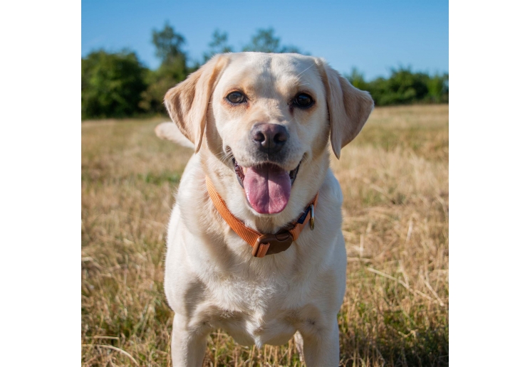 Heritage Magnetic Lock Collar Marigold Med 2-5