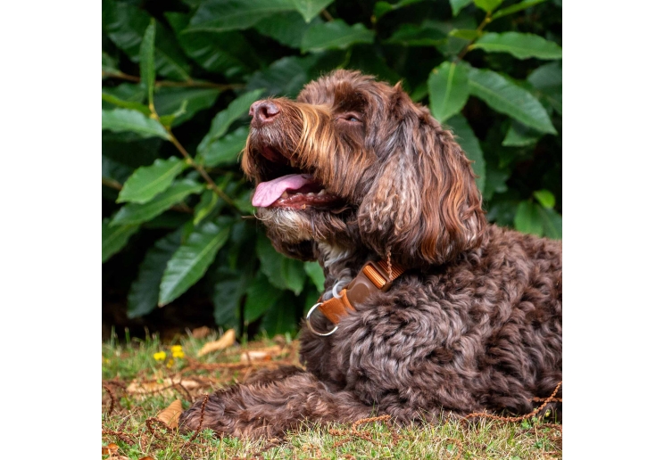 Heritage Magnetic Lock Collar Marigold Med 2-5