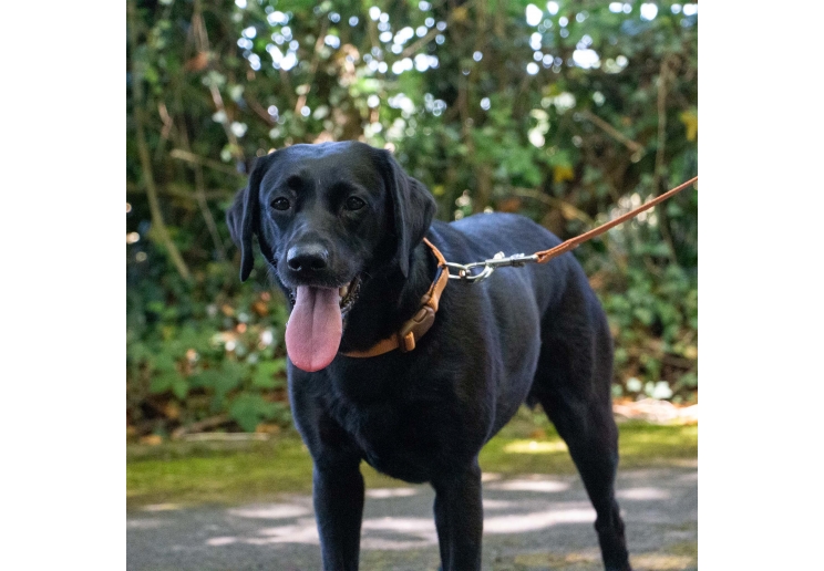 Heritage Magnetic Lock Collar Marigold Med 2-5