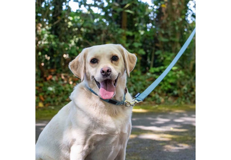 Heritage Magnetic Lock Collar Blue Med 2-5