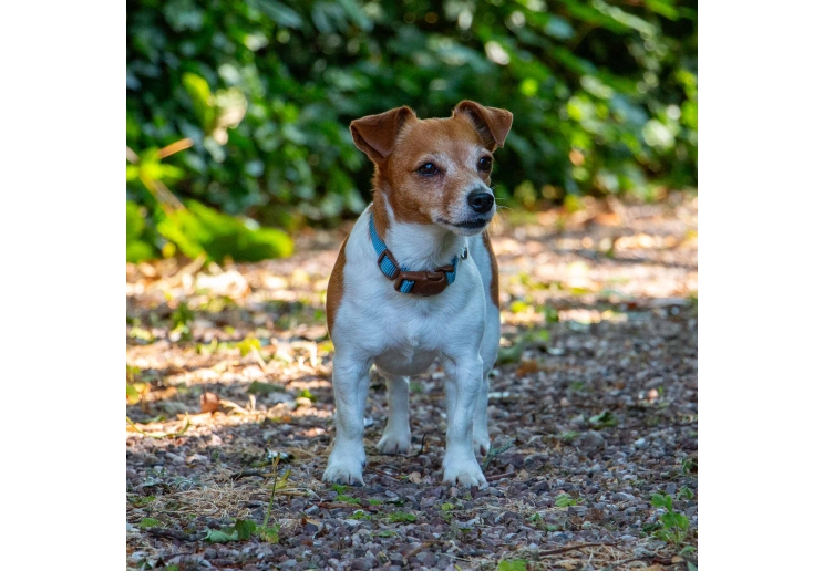 Heritage Magnetic Lock Collar Blue Med 2-5
