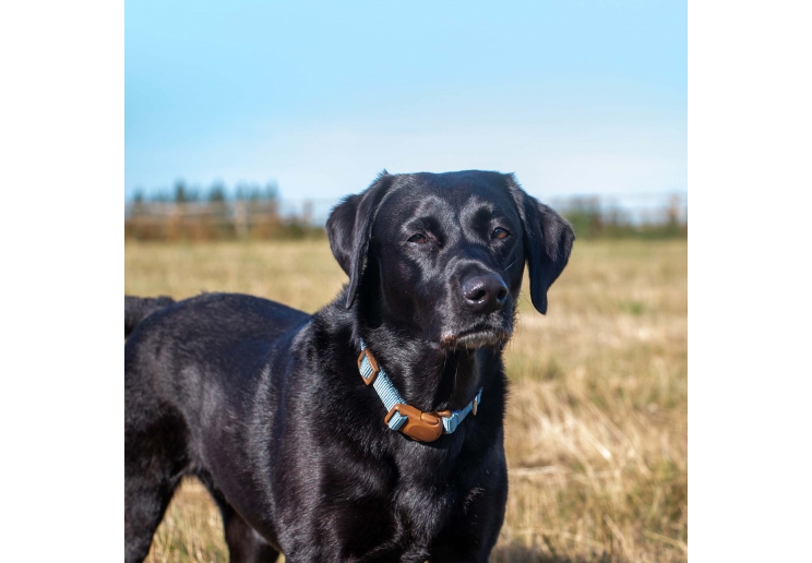 Heritage Magnetic Lock Collar Blue Large 5-9