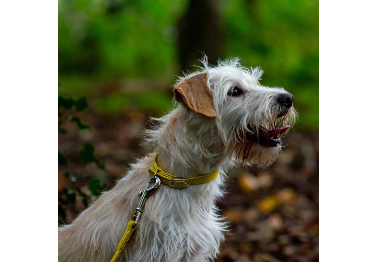Softweave Collar Mustard Made From Size 1