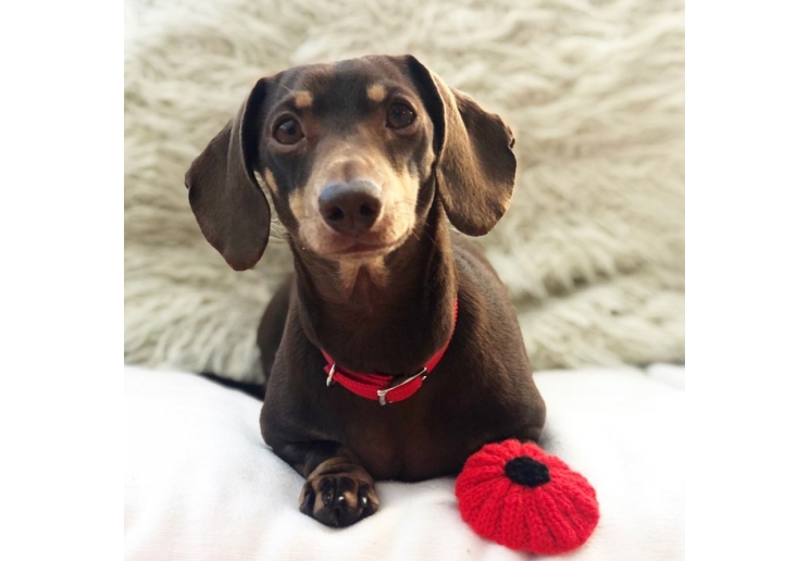 Softweave Collar Red Made From Size 2