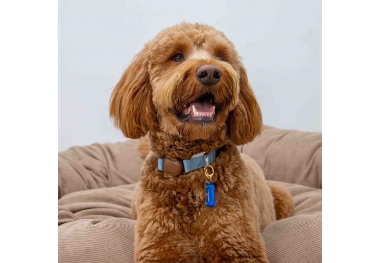 Dog Reflective ID Tag Bone Shape