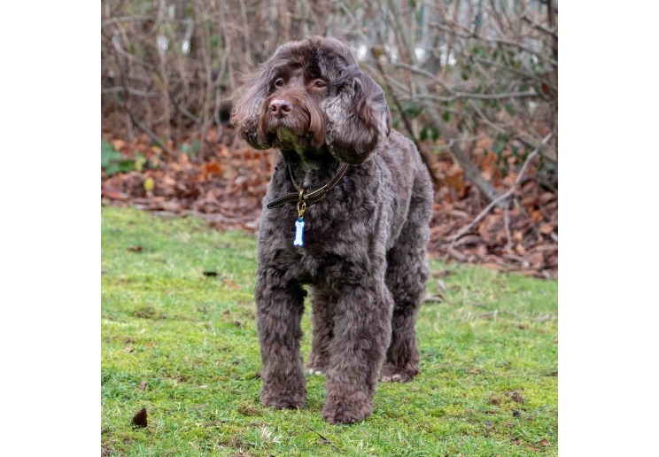 Dog Reflective ID Tag Bone Shape