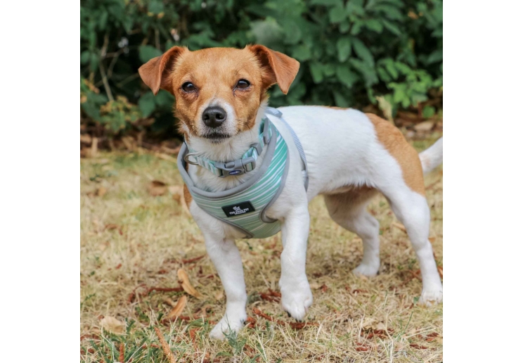 Soho Stripe/Leaf Reversible Harness XS