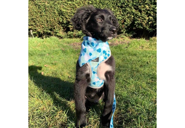 Soho Stripe/Leaf Reversible Harness XS