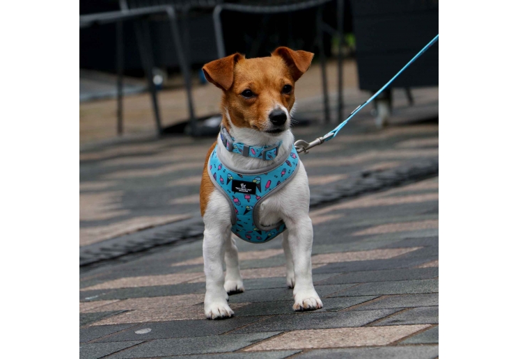 Soho Dino/Ice Cream Reversible Harness S