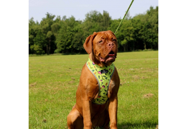 Soho Dino/Ice Cream Reversible Harness S