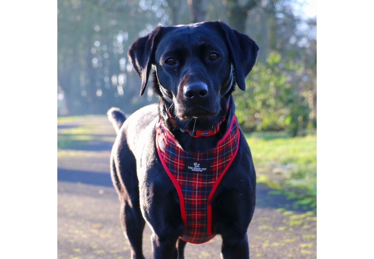 Soho Tartan/Star Reversible Harness L