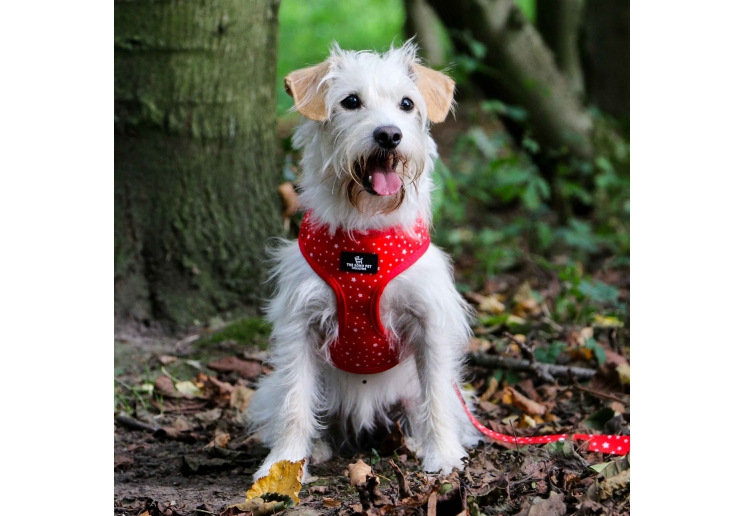 Soho Tartan/Star Reversible Harness L