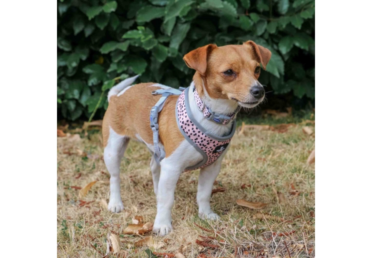 Soho Dalmatian/Zigzag Reversible Harness L